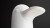 phoenix-white-cap.jpeg